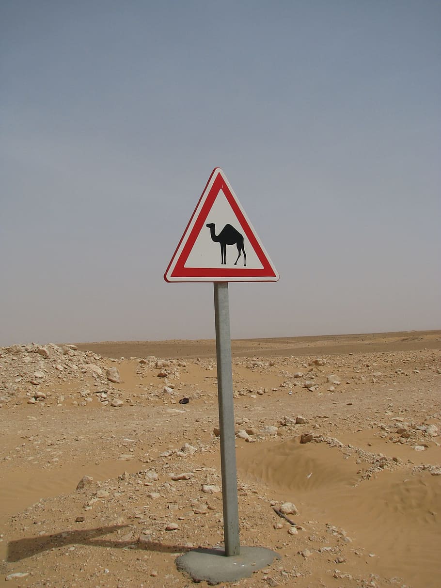 attention, camel, note, shield, desert, directory, marking HD wallpaper