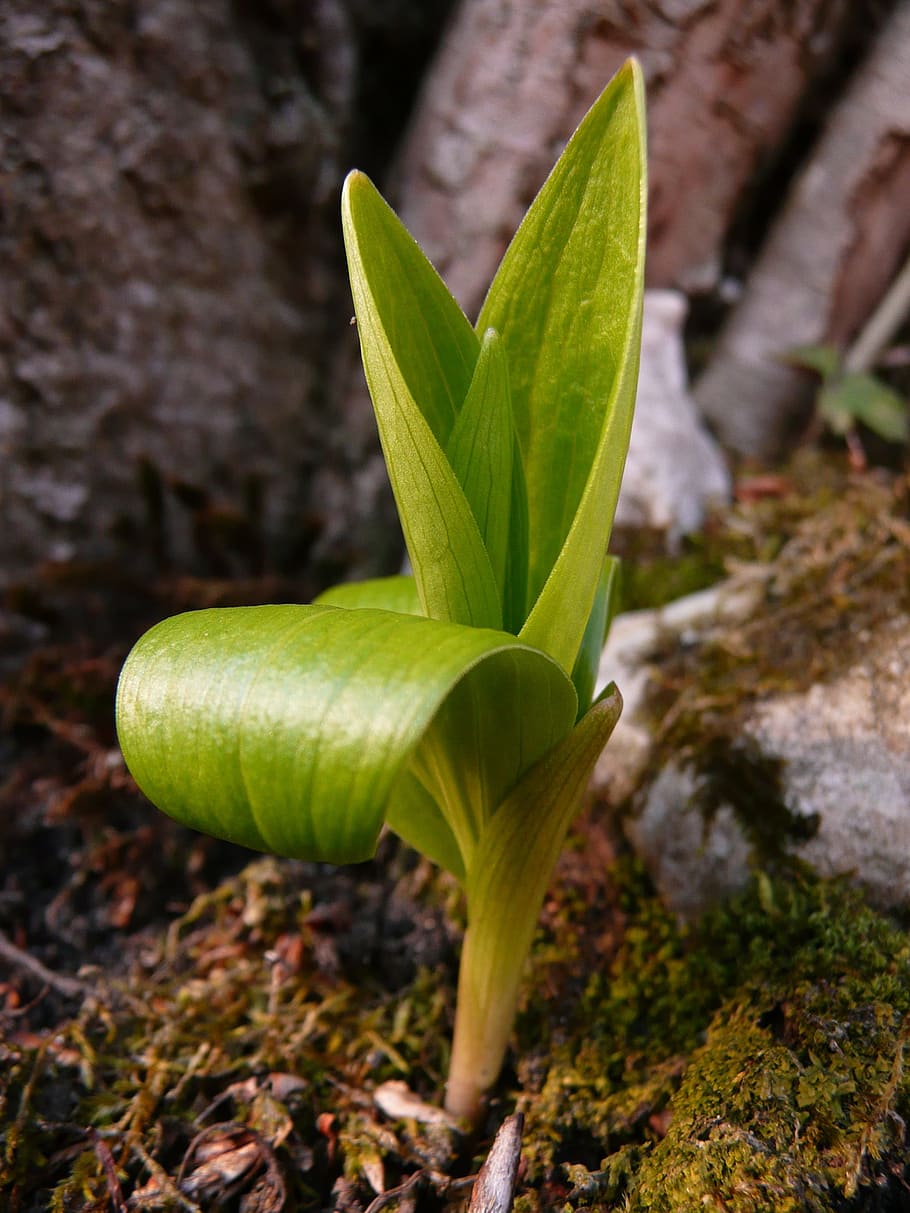spring, growth, new beginning, art, plant, green color, plant part HD wallpaper