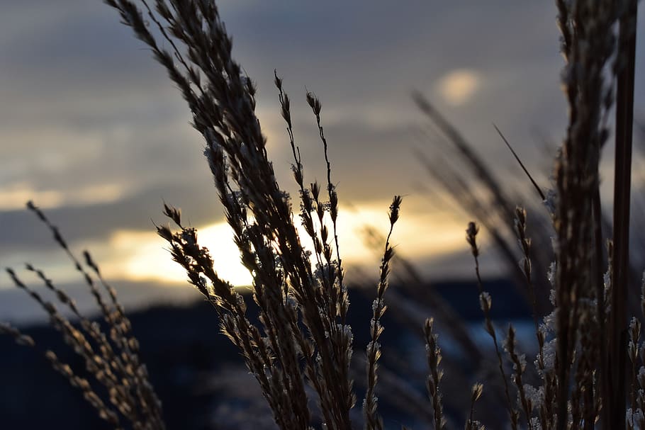 Grasses, Winter, Snow, Cold, Frost, ice, frozen, landscape HD wallpaper