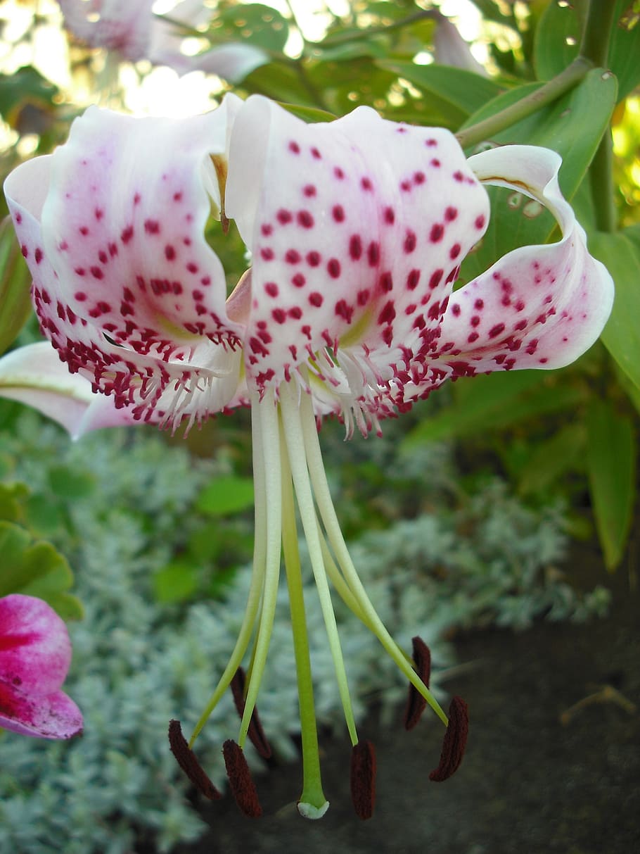 iris, garden, flower, flowering plant, vulnerability, fragility HD wallpaper