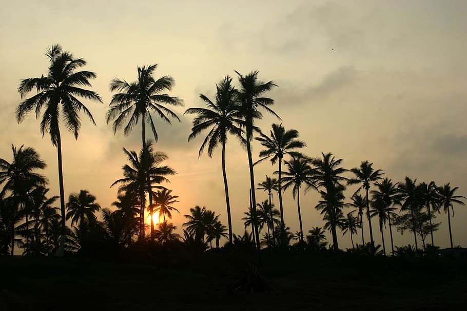 palms, veracruz, sunset, twilight, trees, palm tree, sky, tropical climate HD wallpaper