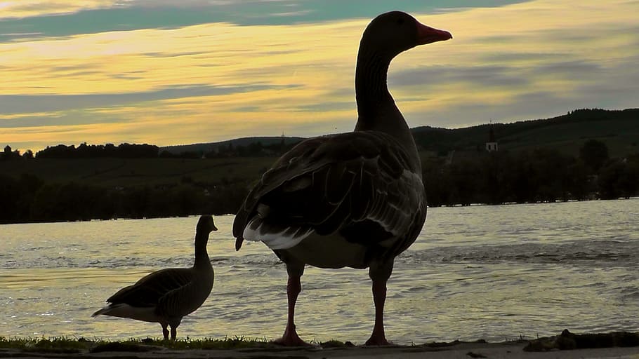 duck, bird, abendstimmung, sunset, sky, water, romance, beach HD wallpaper