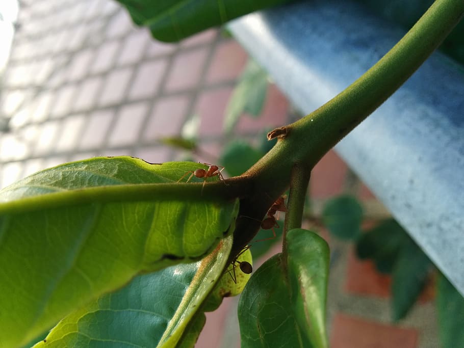 ant, leaf, green, macro, plant part, green color, close-up HD wallpaper