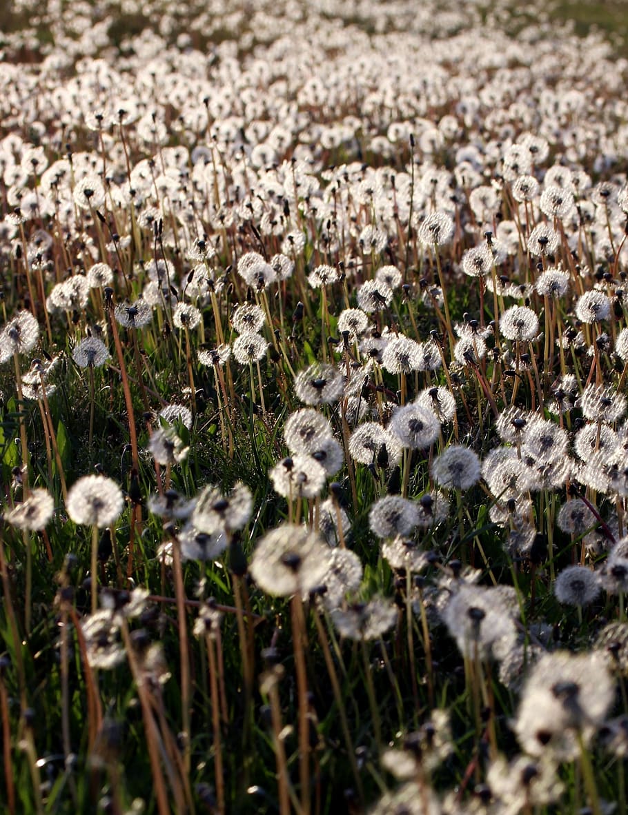 dandelion, camp, many, nature, wild, beauty, plant, field, selective focus HD wallpaper