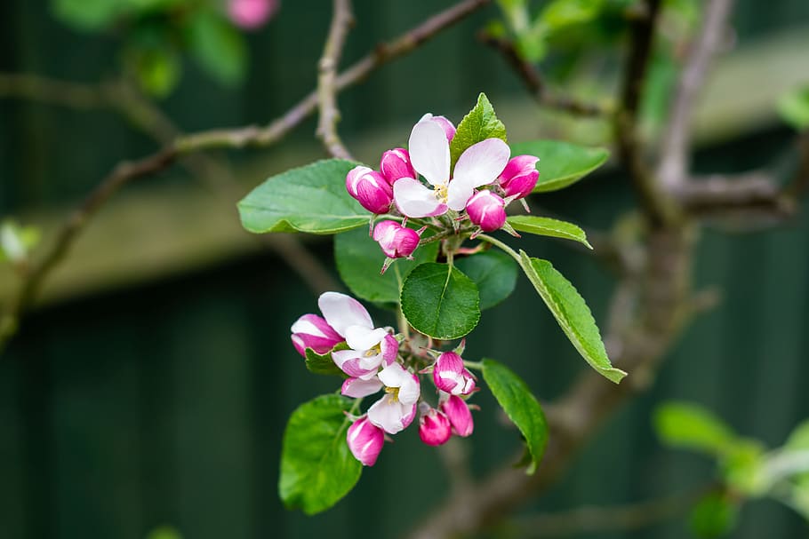 Apple, Blossom, Garden, flower, fragility, pink color, growth HD wallpaper