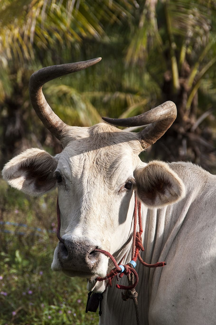 Cattle, Ko, Thailand, Pets, Animals, nature, horn, one animal HD wallpaper
