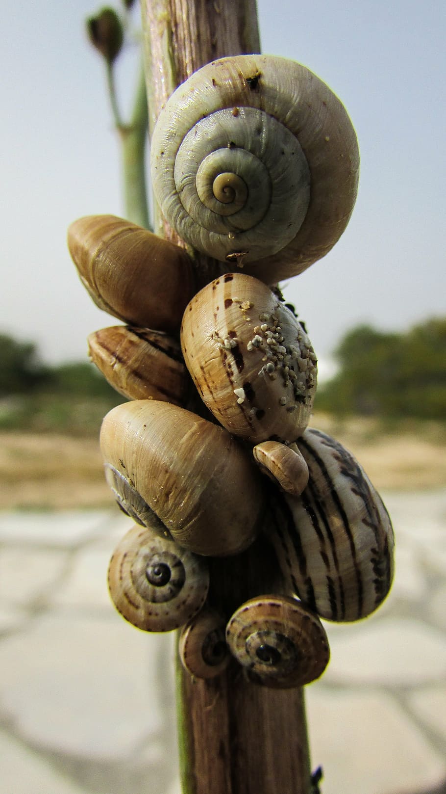 snails, shells, nature, wildlife, helix, focus on foreground HD wallpaper