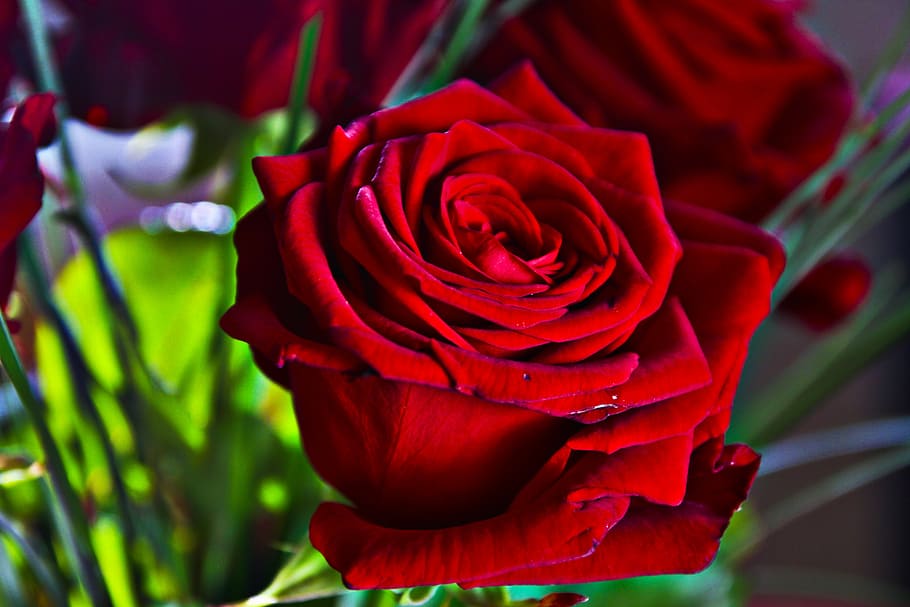 rose, red, mirroring, flower, blossom, bloom, pink, red rose HD wallpaper
