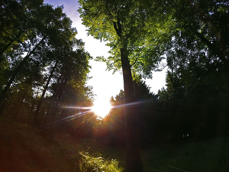 Sun, Back Light, Nature, Silhouettes, trees, setting, mystical HD wallpaper