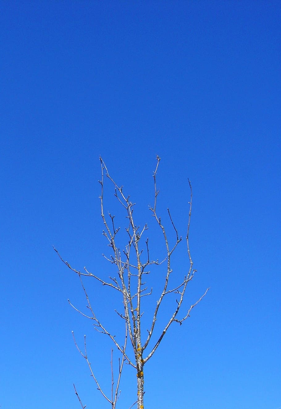 tree, branch, winter sky, blue, clear sky, low angle view, bare tree HD wallpaper