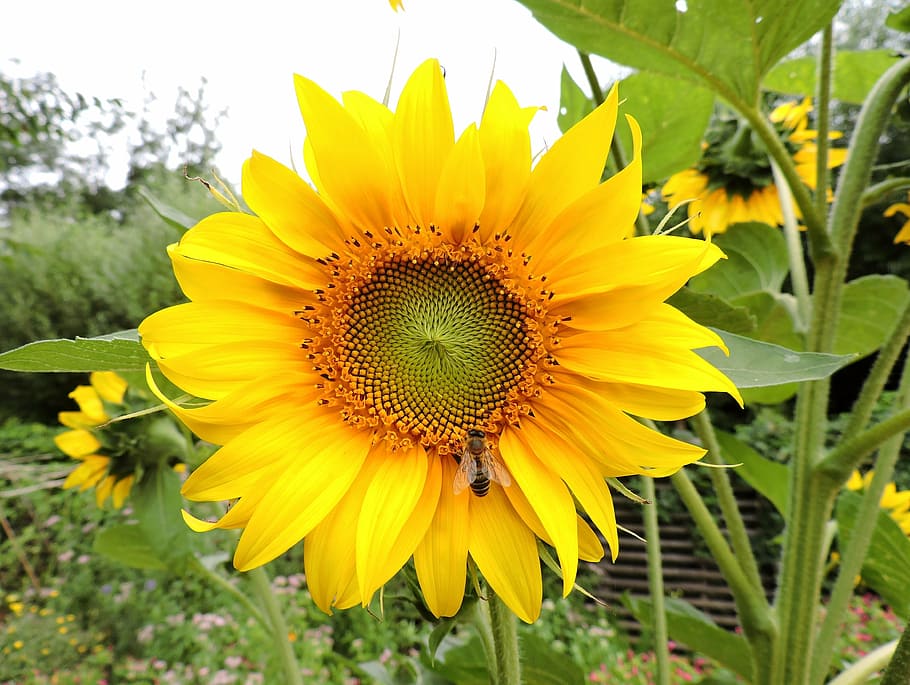 sun flower, yellow, bee, close, plant, nature, summer, growth HD wallpaper