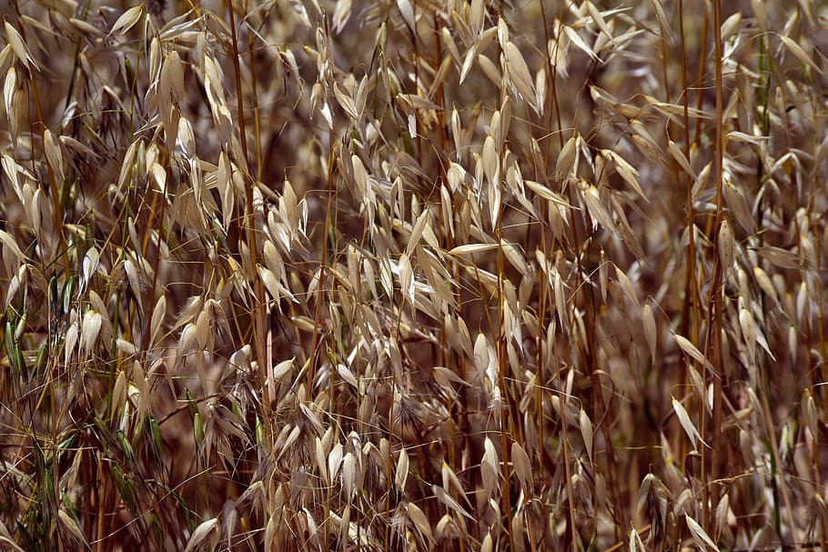 dried grass at daytime, dry, wild, weed, wild oats, brown, background HD wallpaper
