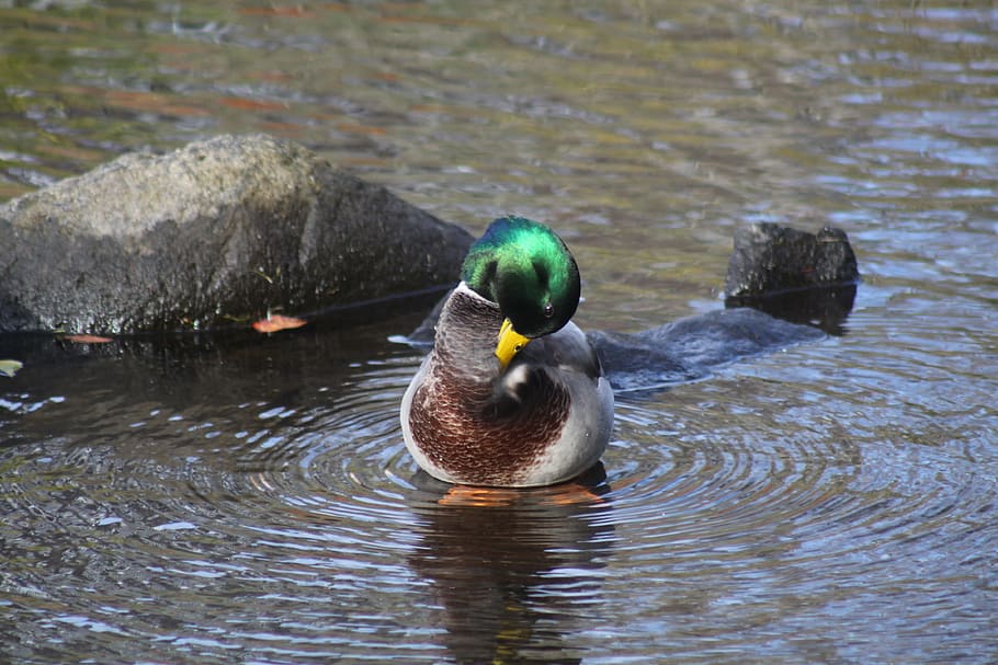 mallard duck, preening, water, nature, bird, animal themes, HD wallpaper