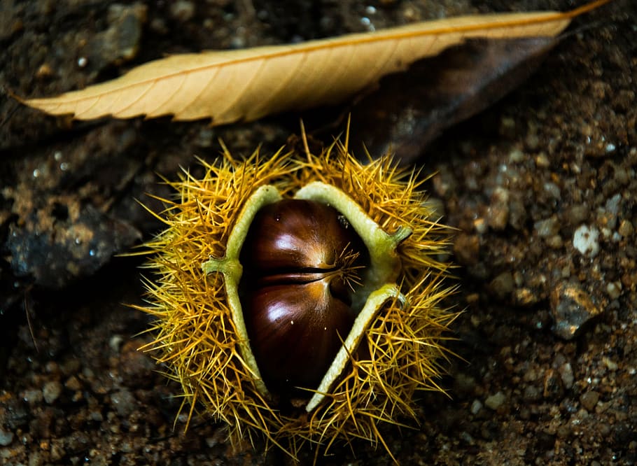 chestnut, fall, chestnuts, october, brown, nature, chestnut - Food HD wallpaper