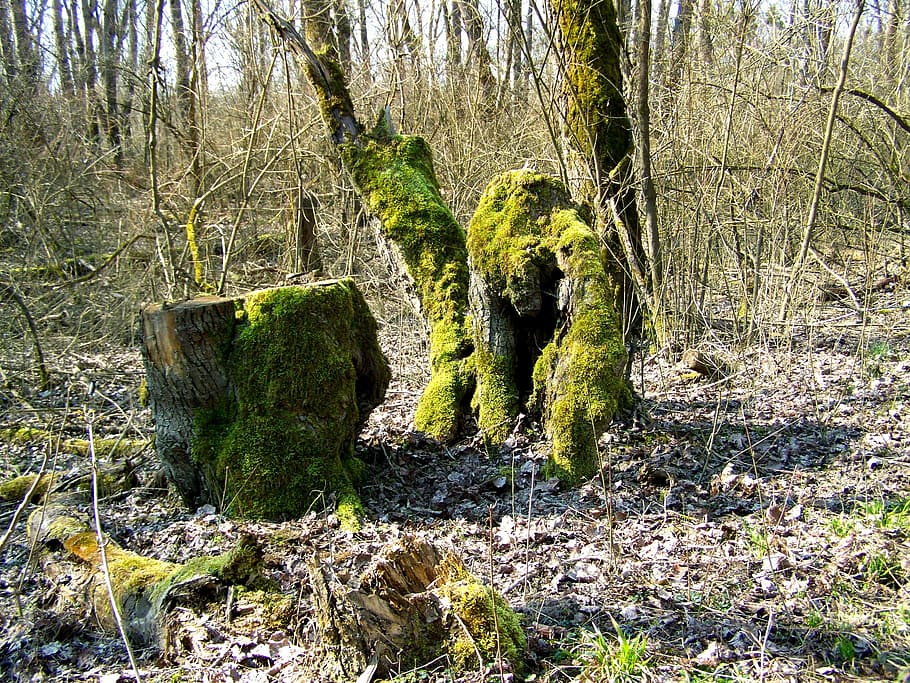 Green, Moss, Forest, Nature, green moss, one animal, outdoors HD wallpaper