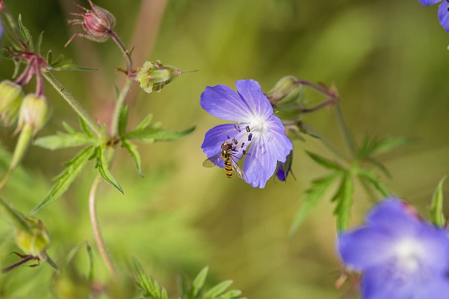 flower, insect, hoverfly, plant, blossom, colourful, lilac HD wallpaper