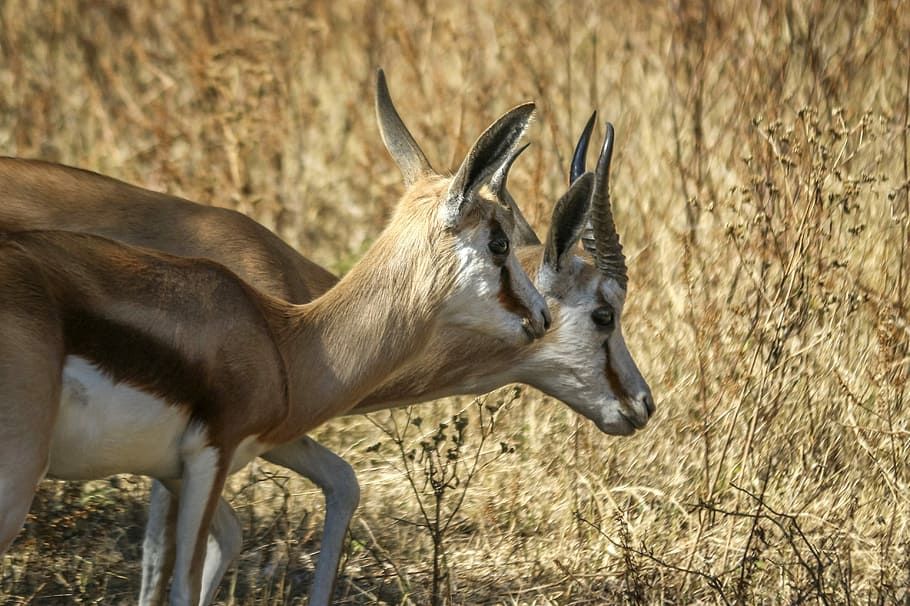 Springbok, Wild, Animal, Wildlife, antelope, south, africa, HD wallpaper