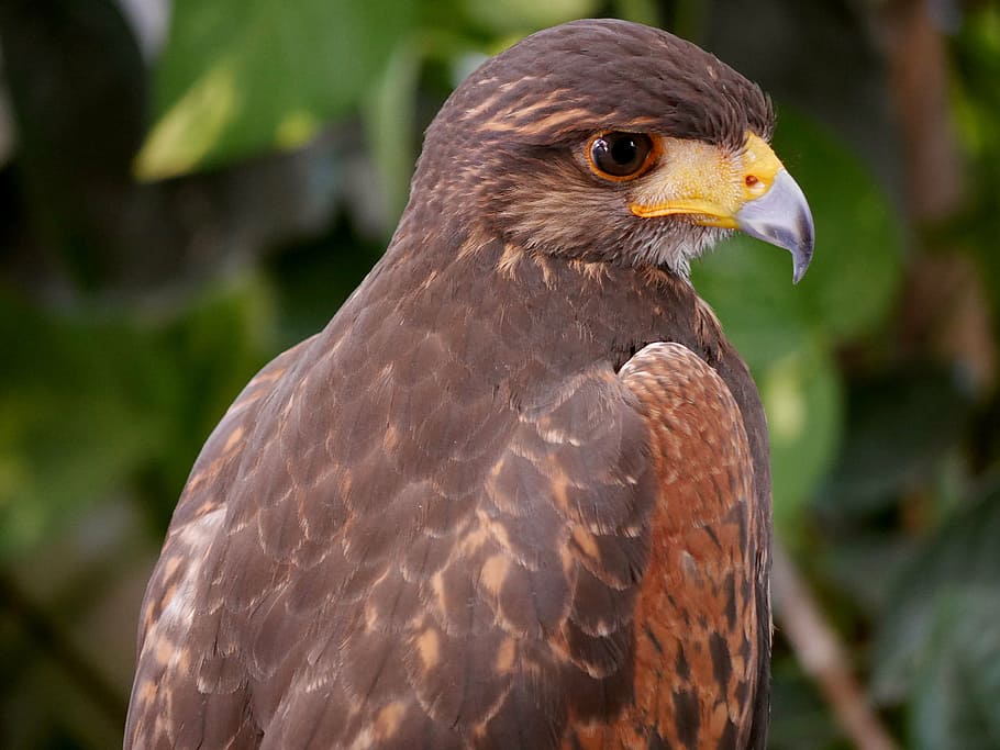 kite, eagle, hawk, bird, wildlife, bird of Prey, hawk - Bird HD wallpaper