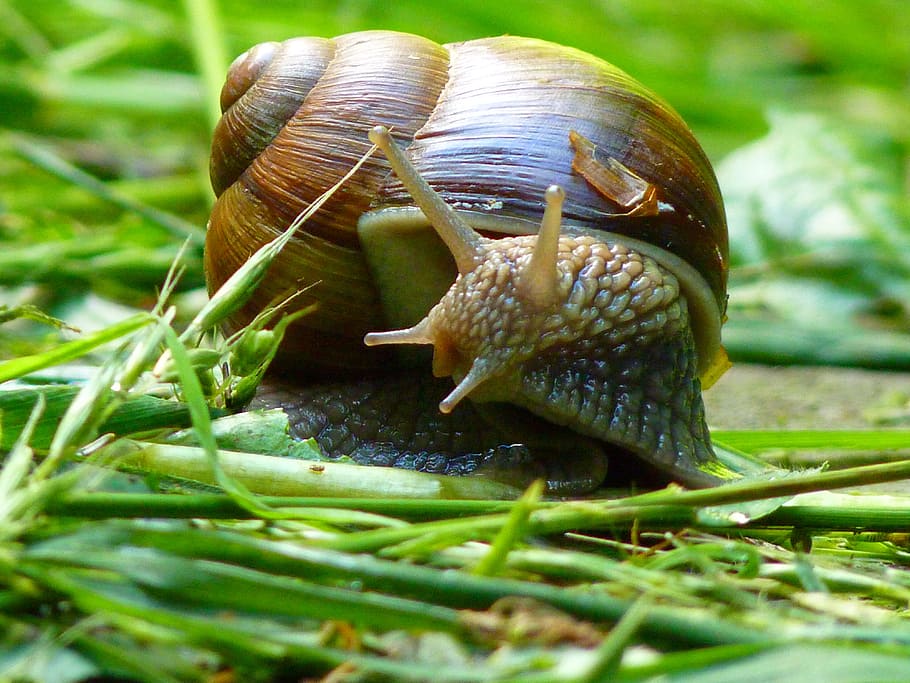Snail, Shell, Probe, weinberschnecke, animal, nature, slimy HD wallpaper