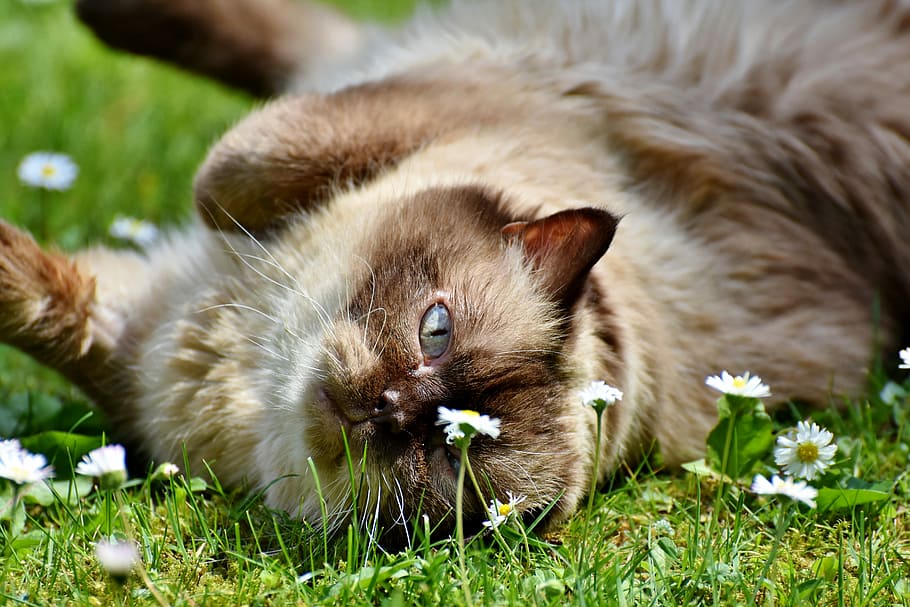 brown cat lying on grass, breed cat, british shorthair, mieze, HD wallpaper