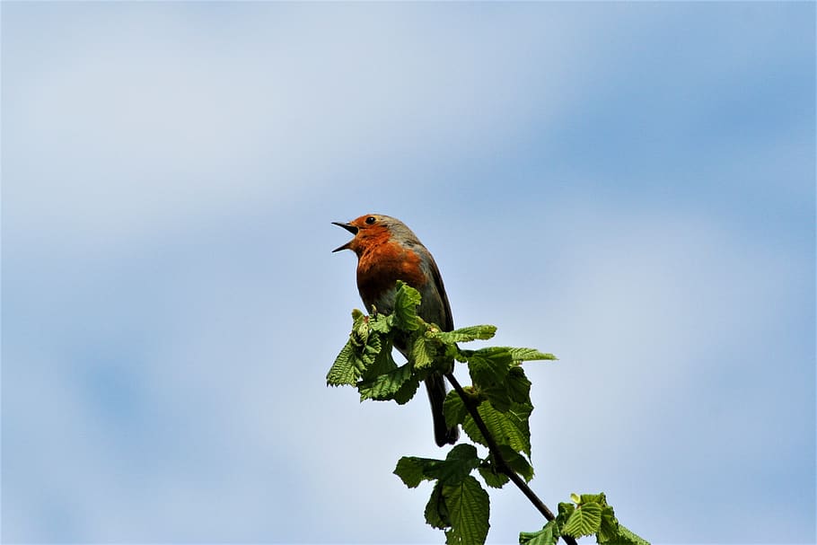 robin, bird, singing, sky, summer, animals in the wild, animal themes HD wallpaper