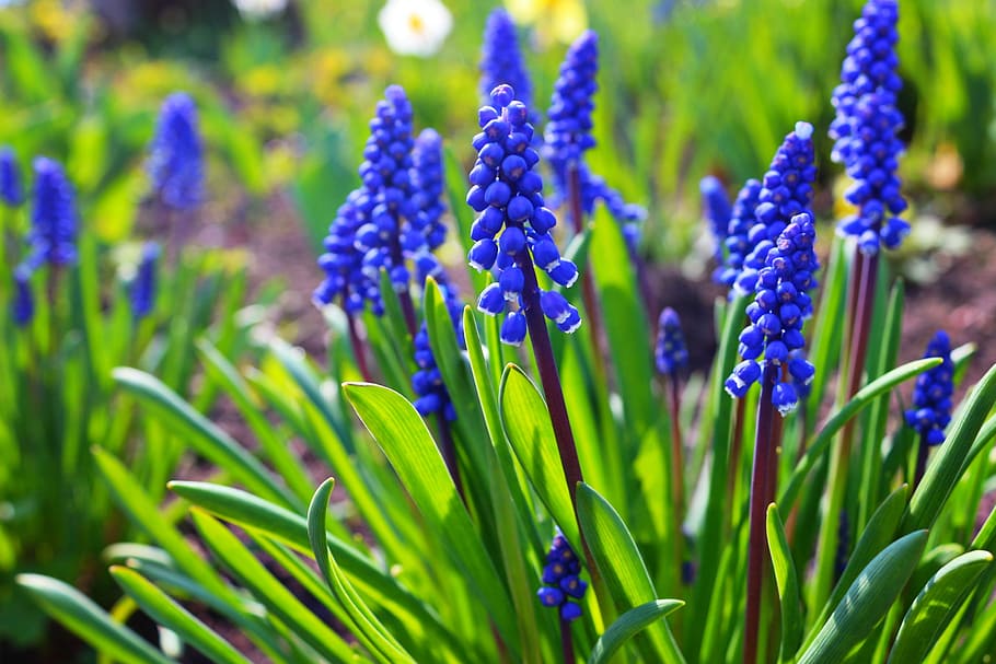 Hyacinth, Spring, Flowers, Green, Blue, nature, purple, plant HD wallpaper