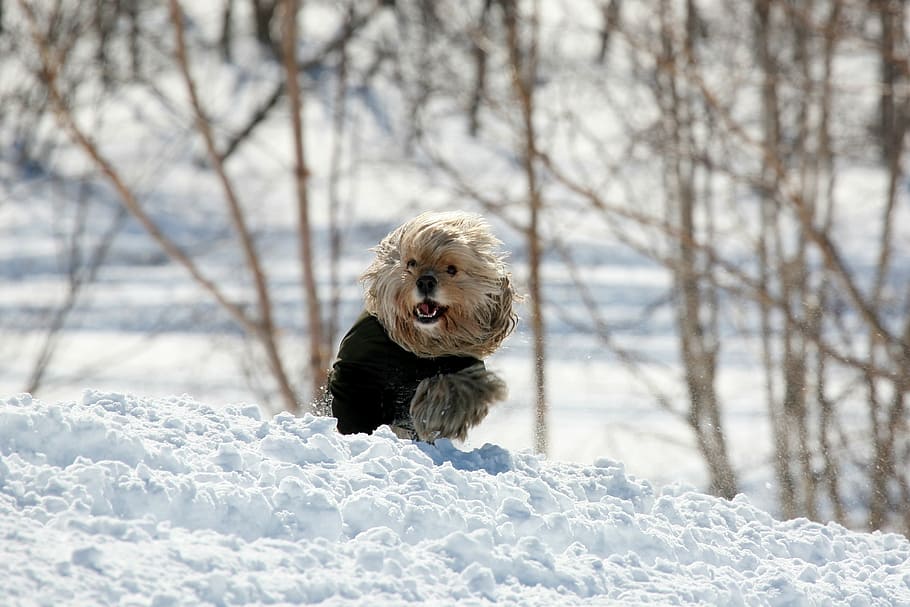shallow focus photography of brown puppy walking on snow field HD wallpaper