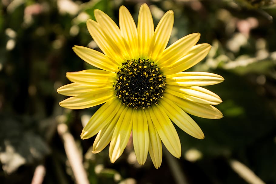 daisy, flower, spring, yellow, flowers, daisy flower, margaret wild HD wallpaper