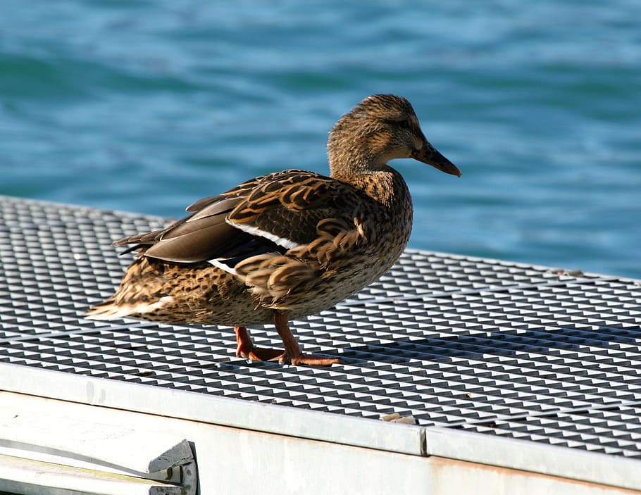 duck, water bird, ducks, animal, lake, nature, pond, animal world HD wallpaper