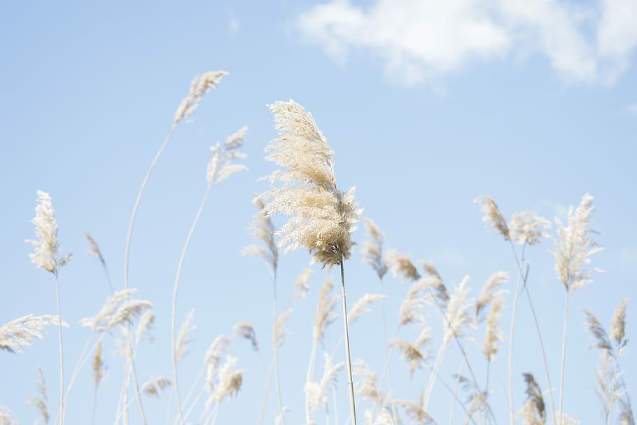 white grains during daytime, white flowers, grass, stalk, stem HD wallpaper