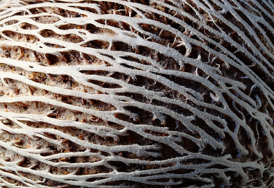 seed, worn, lines, close, macro, shadow, texture, animal wildlife HD wallpaper