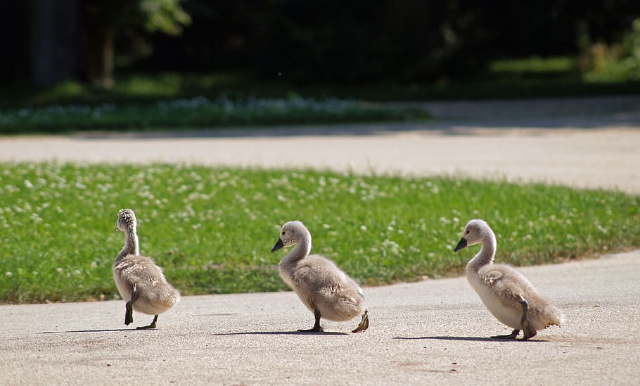 three gray ducklings walking on walkway, swan, waddle, chicks HD wallpaper