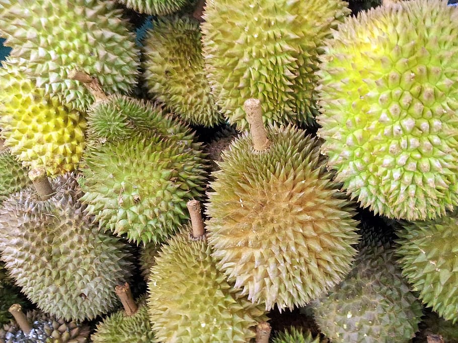 green jackfruits, singapore, durian, juicy, food, ripe, healthy, HD wallpaper
