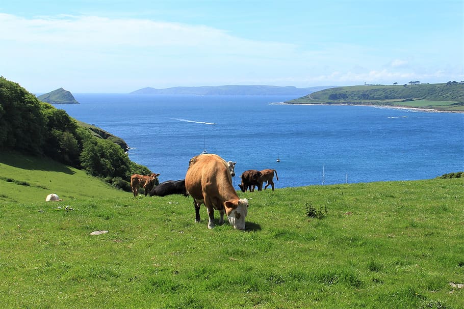 cow, coast, view, field, landscape, nature, grass, sea, ocean HD wallpaper