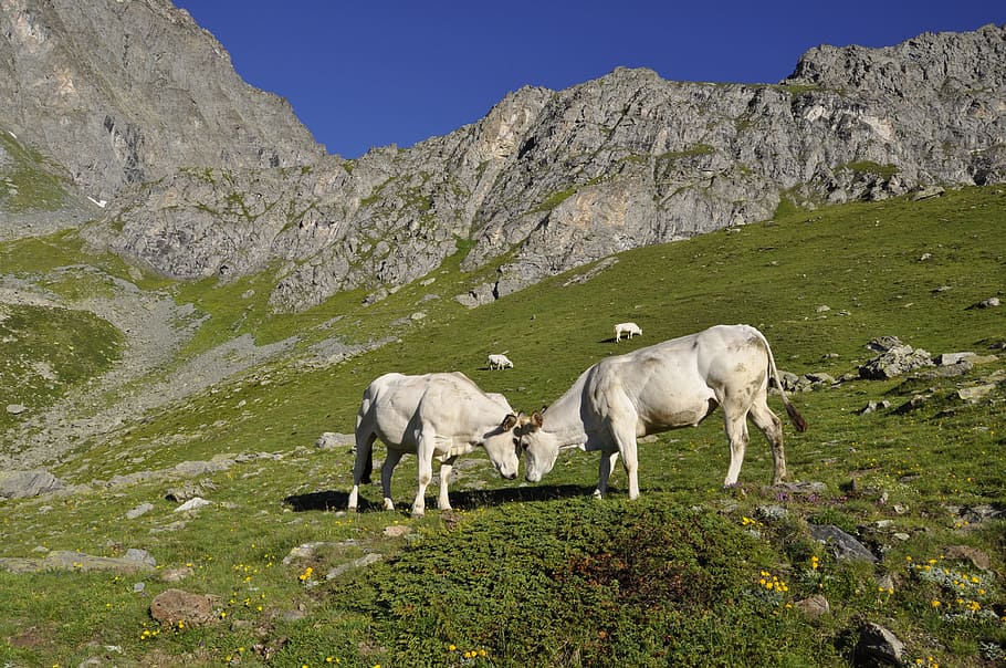 nature, landscape, mountain, cow, summer, pasture, animal themes HD wallpaper