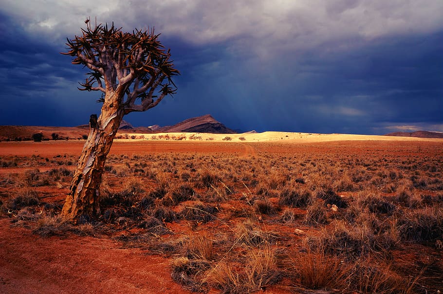 landscape photography of dessert, brown tree in desert during daytime HD wallpaper