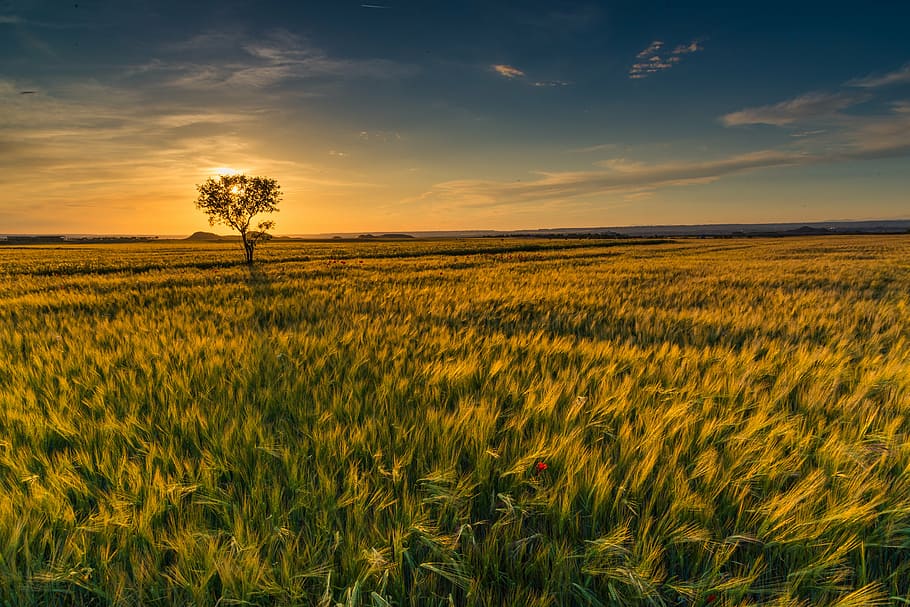 green grass field, sunset, horizon, cloud landscape, sky sun HD wallpaper