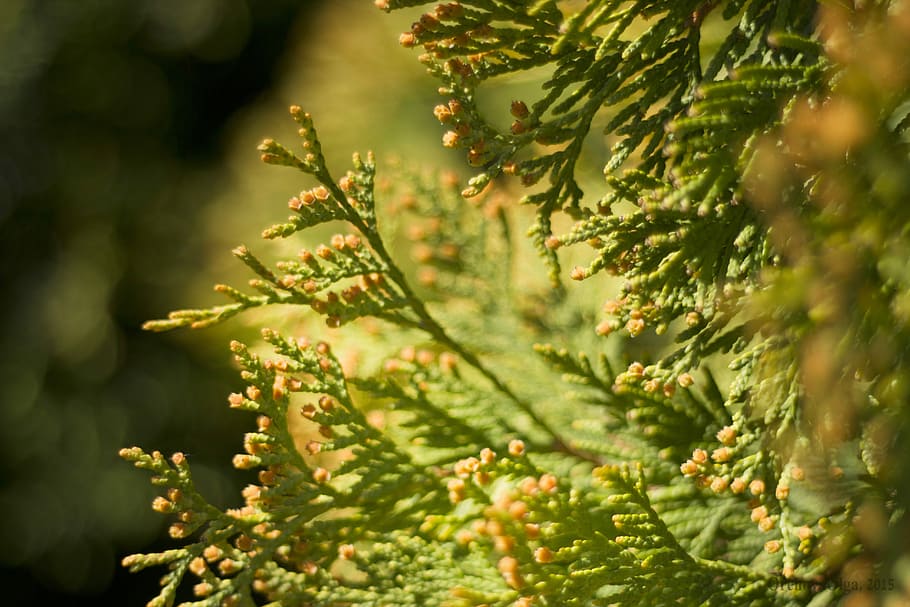 abies, tree, bush, nature, conifer, plant, growth, beauty in nature HD wallpaper