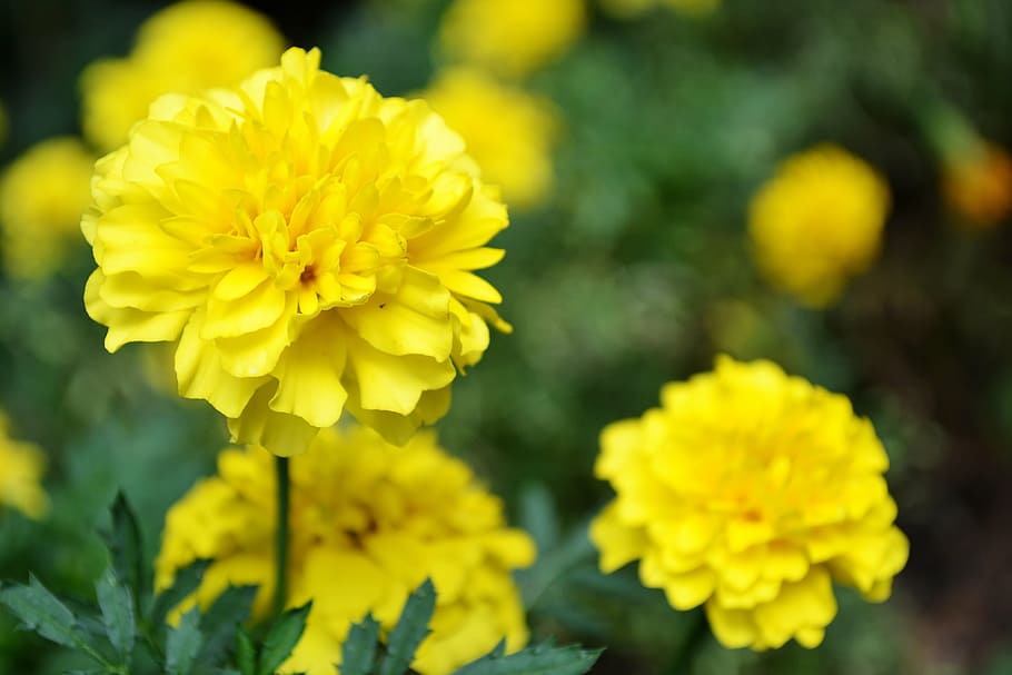 yellow flower, flowers, garden flowers, small flowers, sri lanka, HD wallpaper