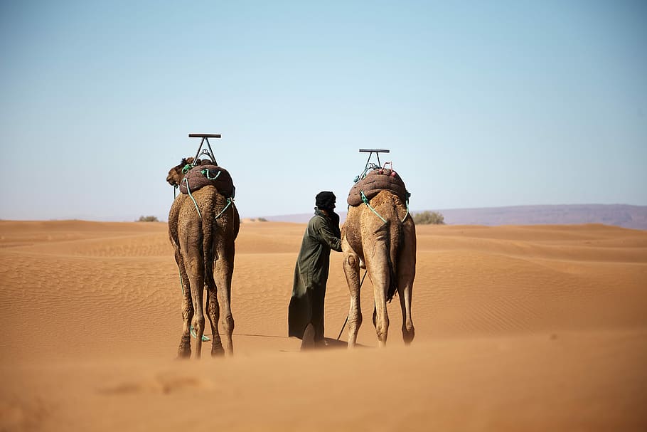 person walking with two camels on desert during daytime, person walking with 2 camels on desert