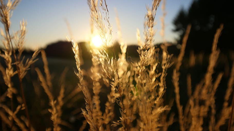 close-up photography of plant, wheat, sunset, beautiful, yellow HD wallpaper