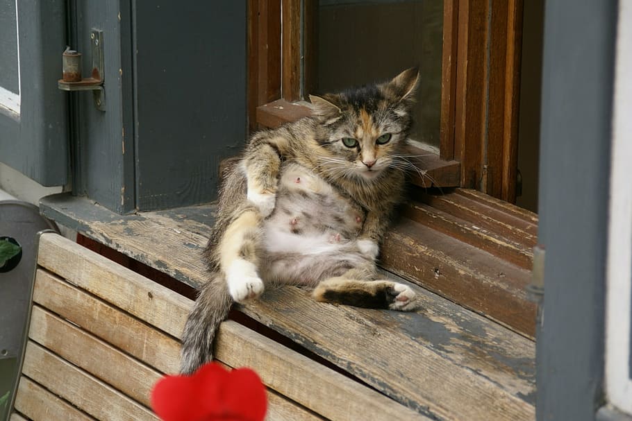 brown tabby cat lying on window at daytime, sitting, feline HD wallpaper