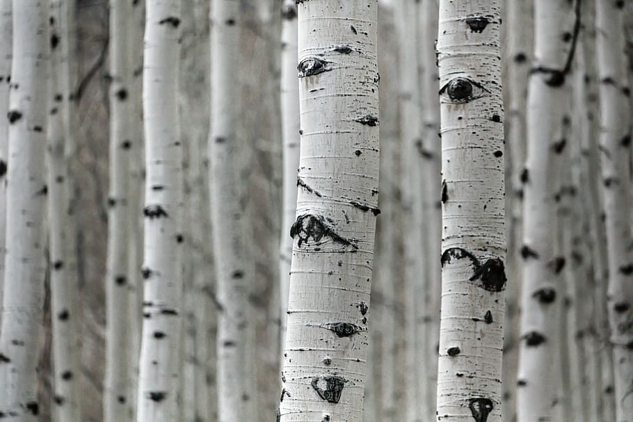 shallow focus photo of white tree trunks, bark, forest, woodland HD wallpaper