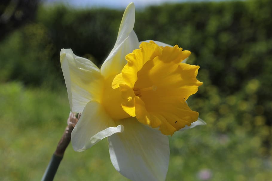 nature, flower, plant, spring, daffodil, flowering plant, freshness HD wallpaper