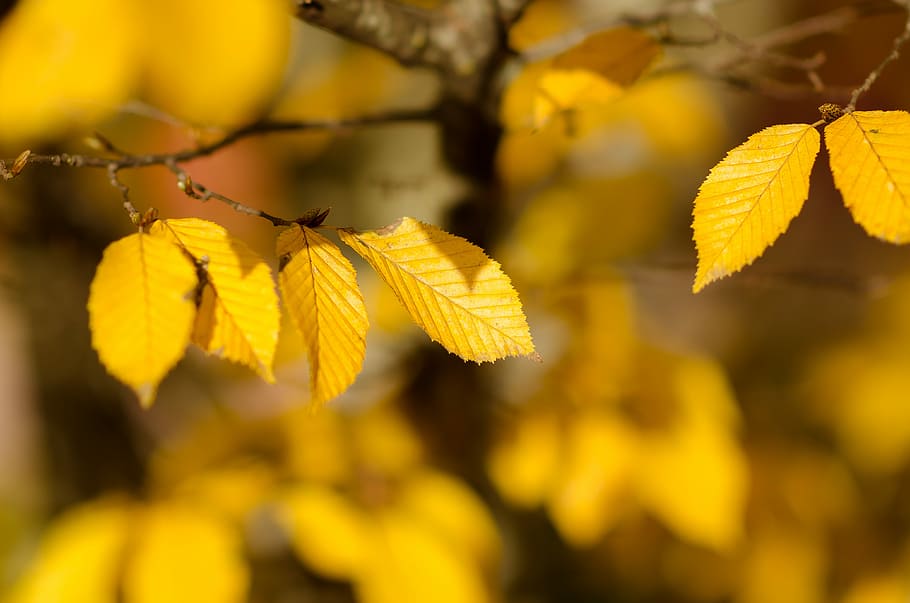 closeup photography of brown leaves, yellow leaves, leaf, branch HD wallpaper