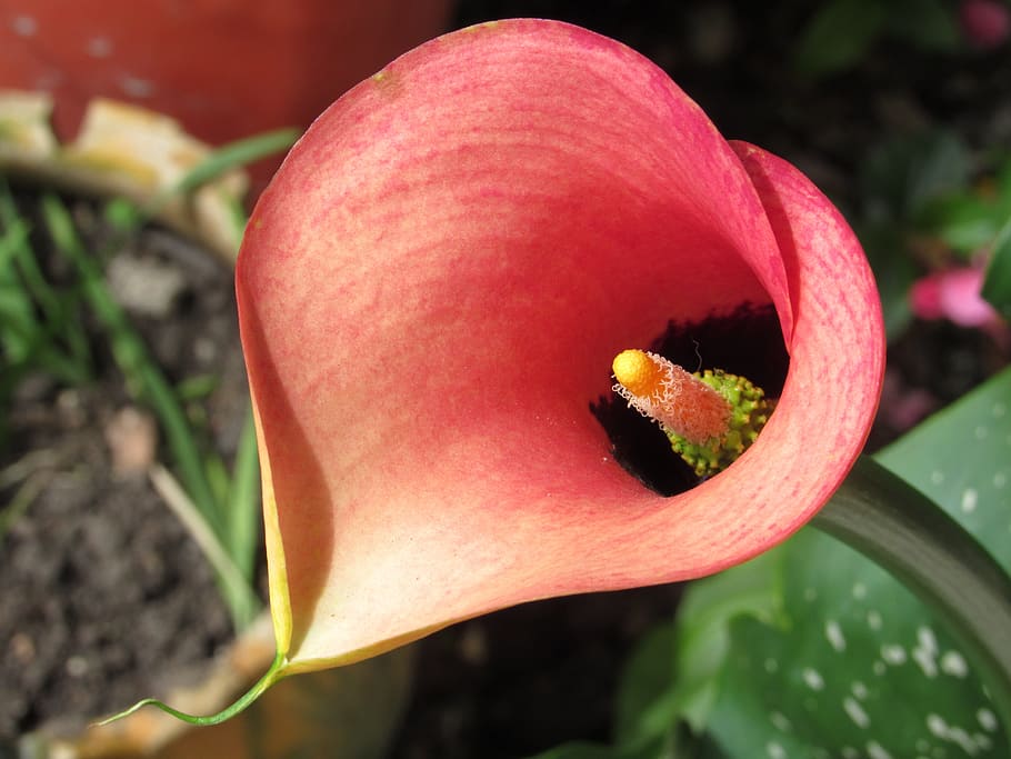 flower, calla, nature, flowering plant, close-up, petal, freshness HD wallpaper