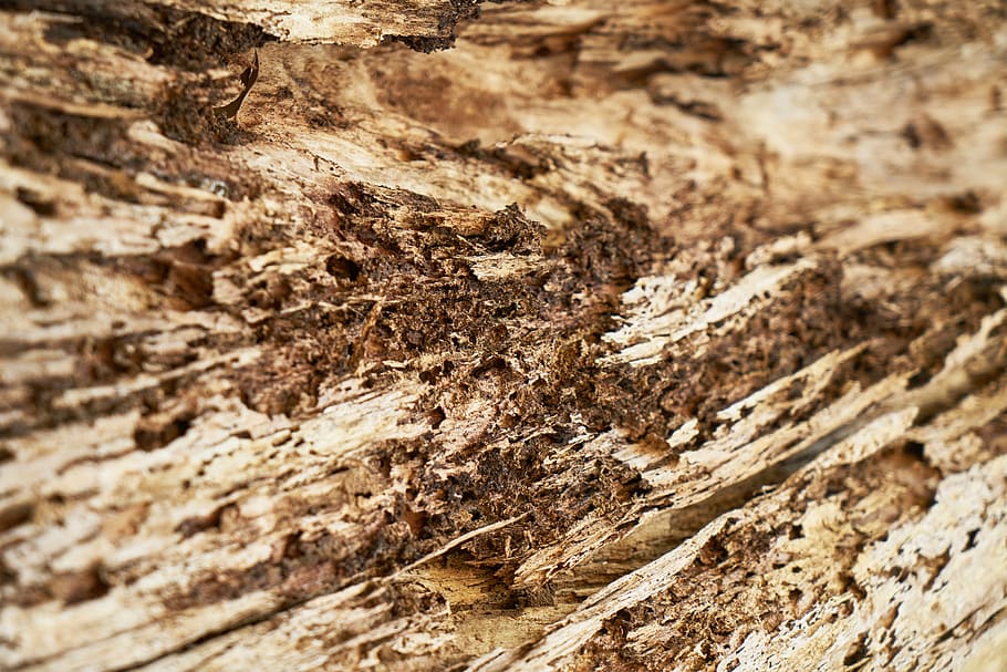 abstract, brown, tree, timber, pattern, texture, backgrounds HD wallpaper