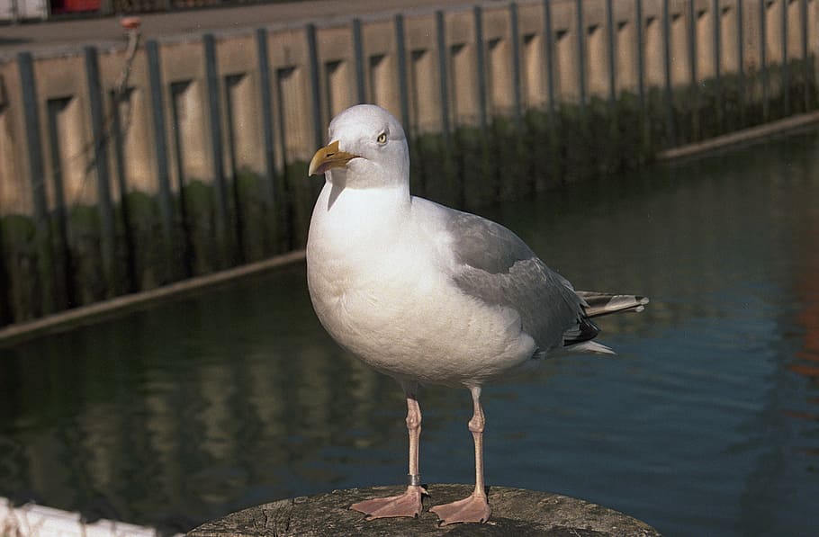 Seagull, Standing, Docks, White, grey, water bird, one animal HD wallpaper
