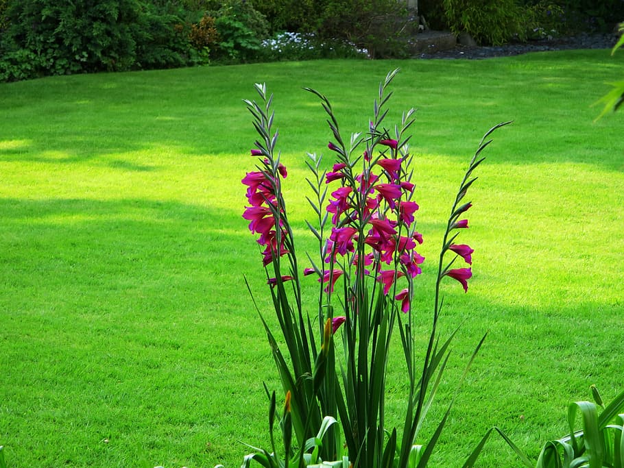 flower, garden, red flower, plant, grass, green color, flowering plant HD wallpaper