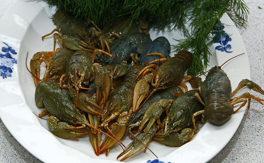 crayfish, seafood, live, boil, dill, swedish, dining, comfort HD wallpaper